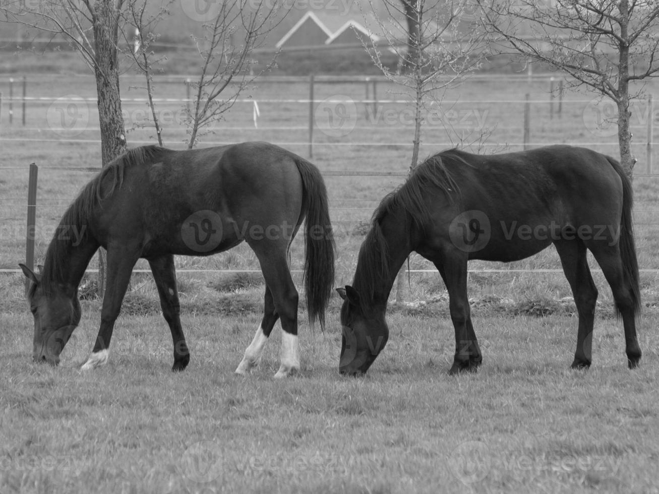 horses on a german meadow photo