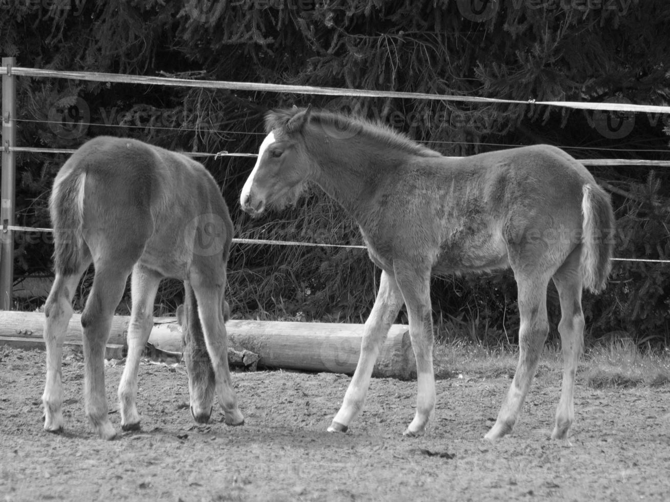 horses and foals in germany photo