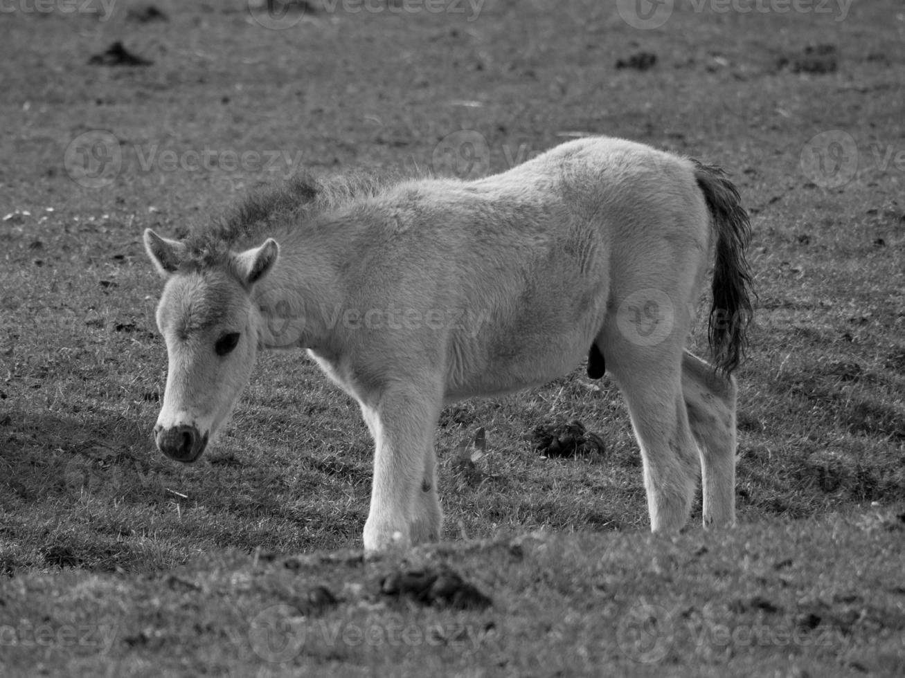 wild horses on a field photo