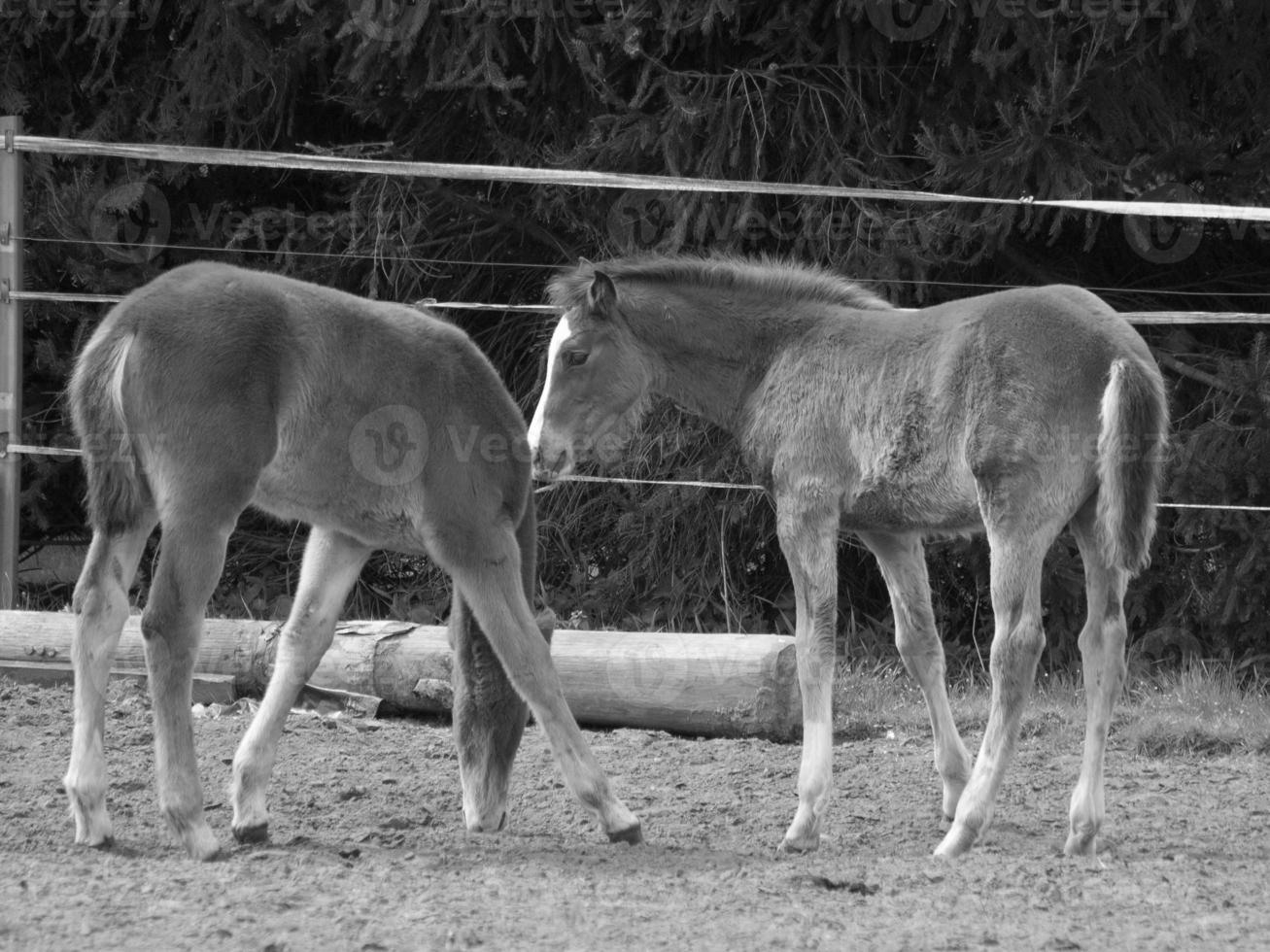 horses and foals in germany photo