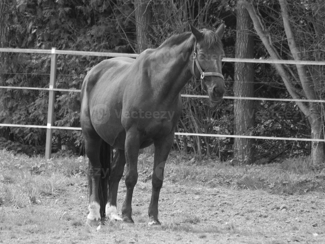 caballos y potros en alemania foto