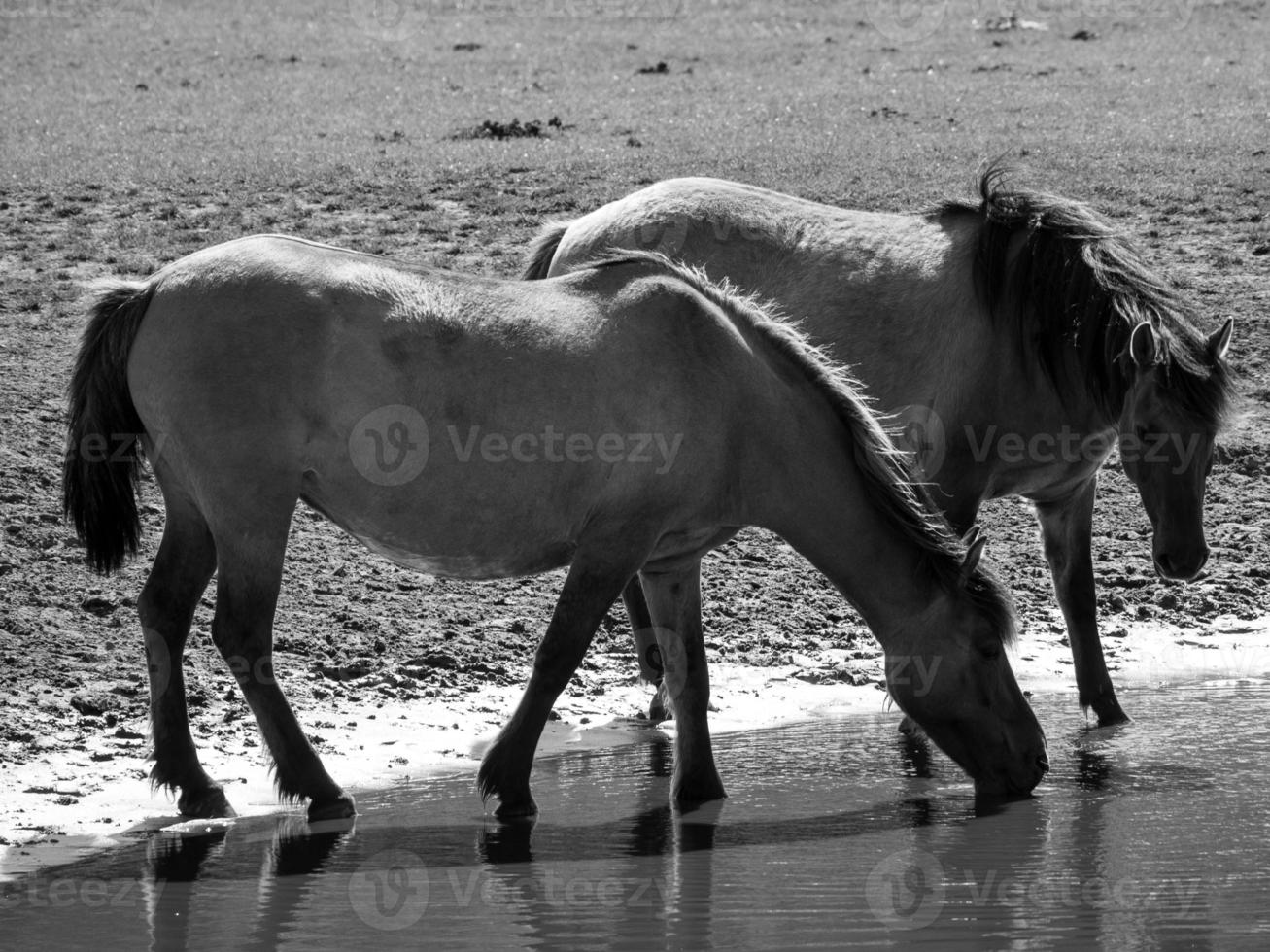 horses on a german meadow photo