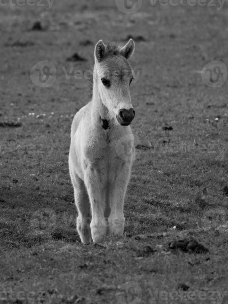 wild horses on a field photo