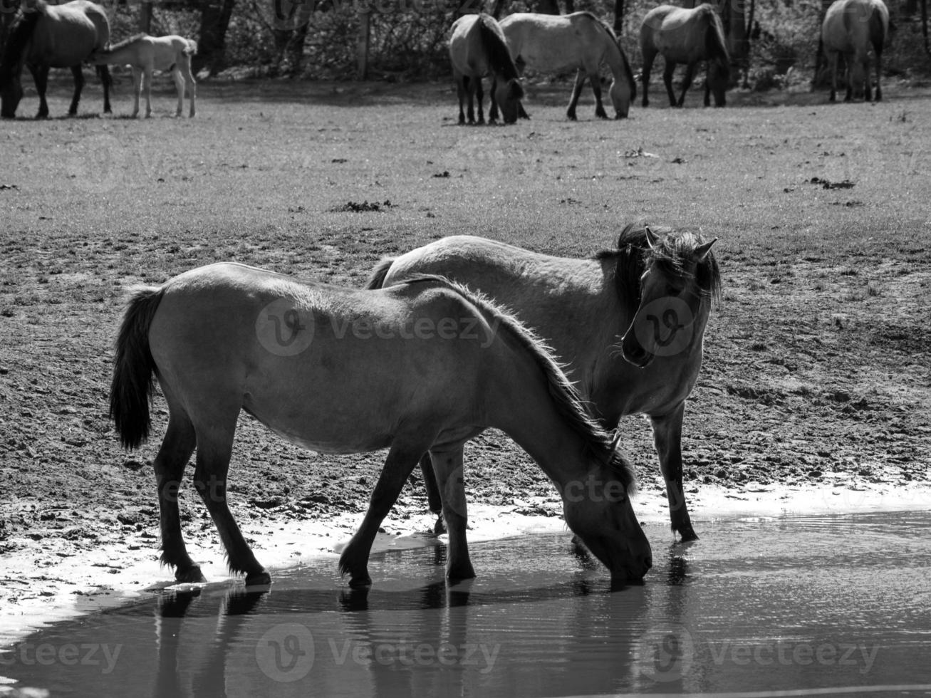 horses on a german meadow photo