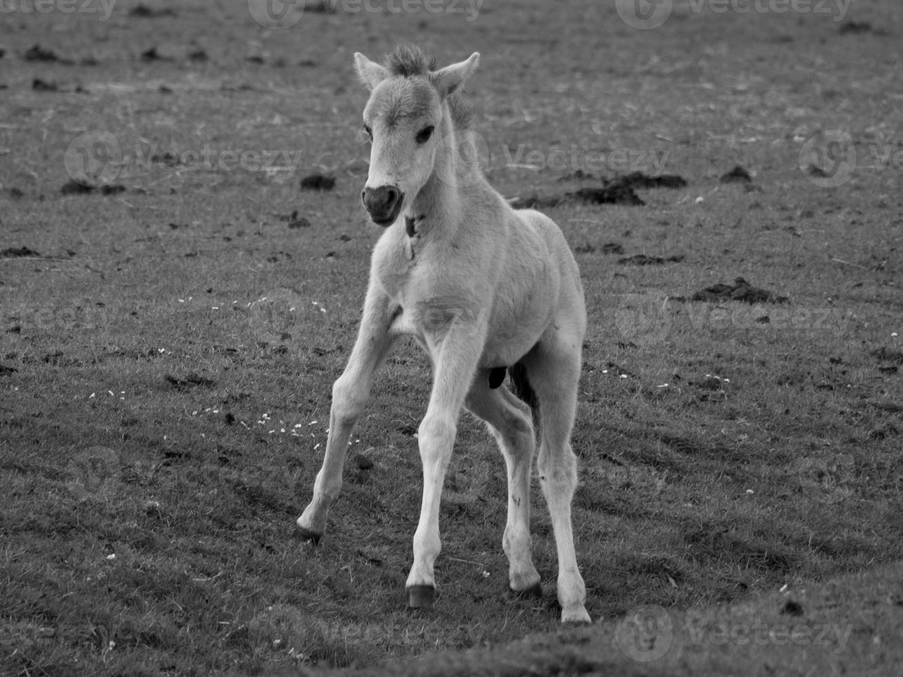 wild horses on a field photo