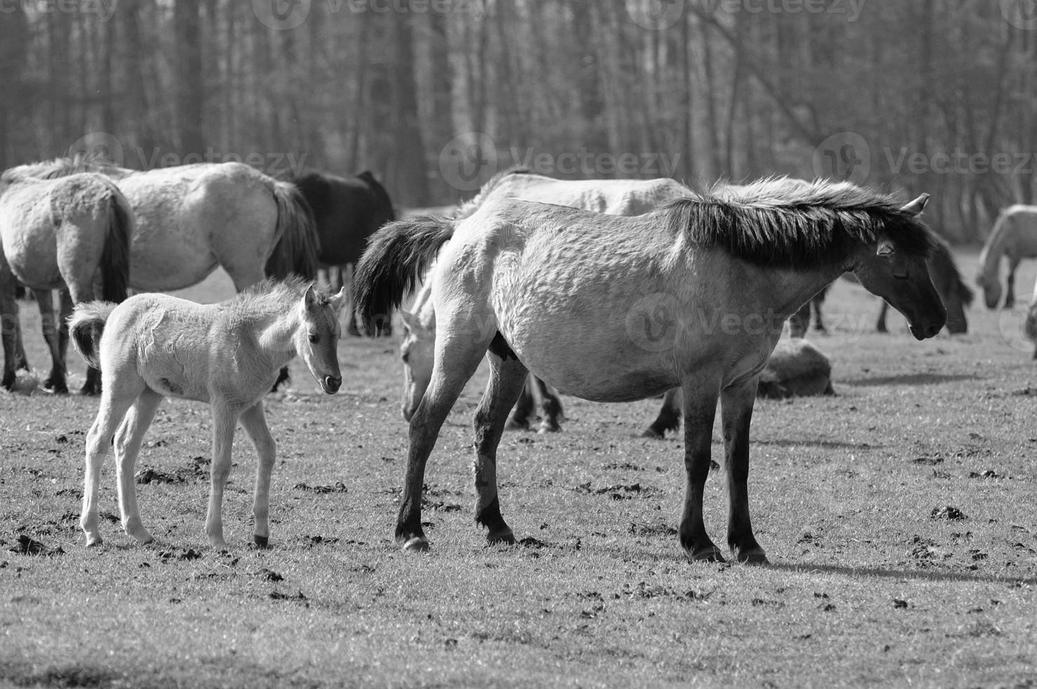 Horses in germany photo