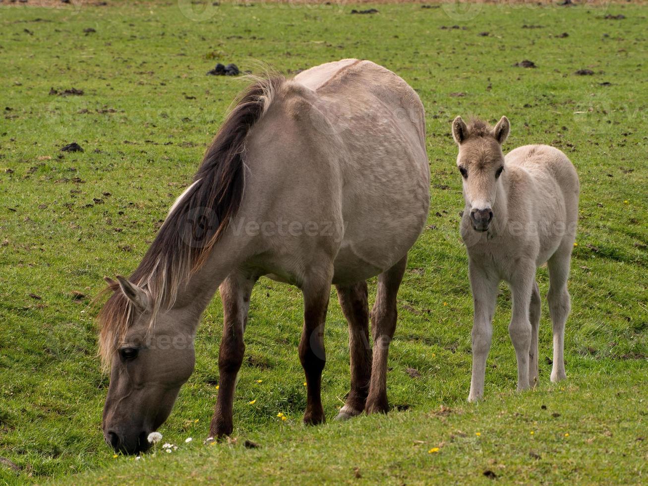 foals and horses in germany photo