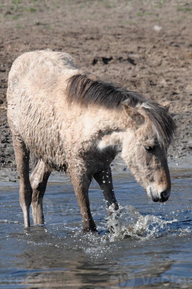 horses  at spring time in germany photo