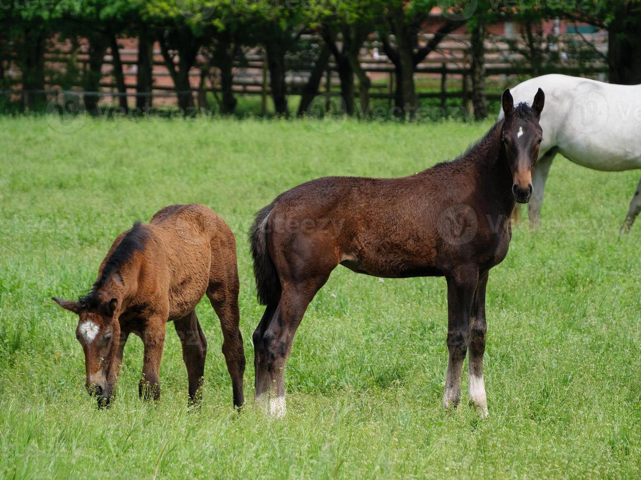 horses on a field in germany photo