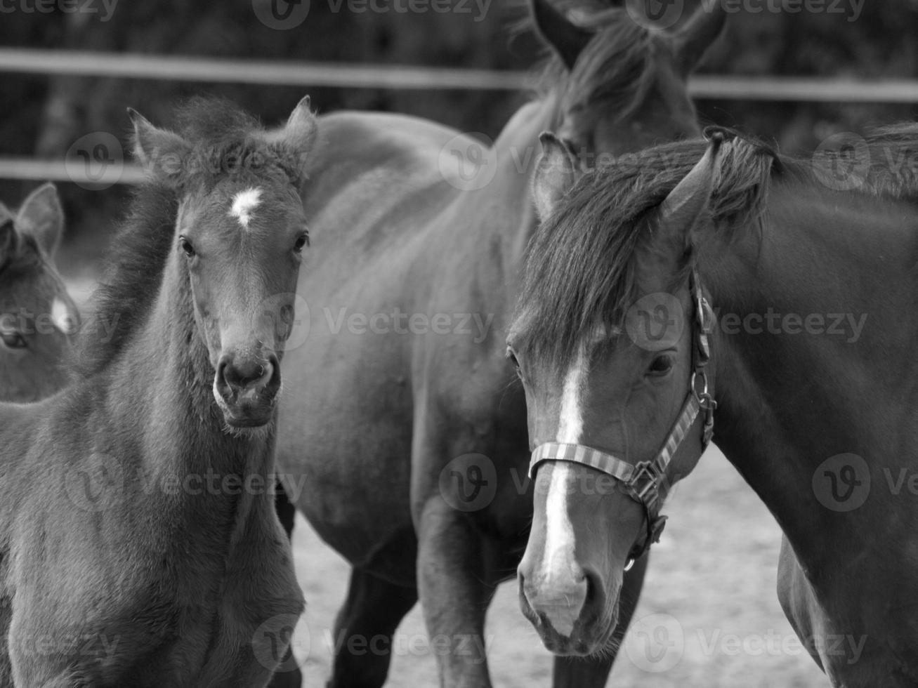 horses on a german meadow photo