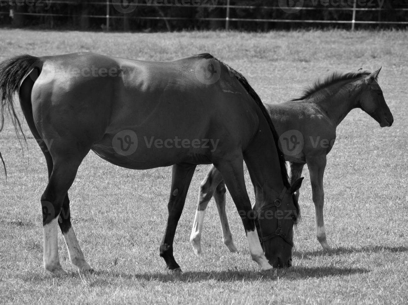 Horses on meadow in germany photo