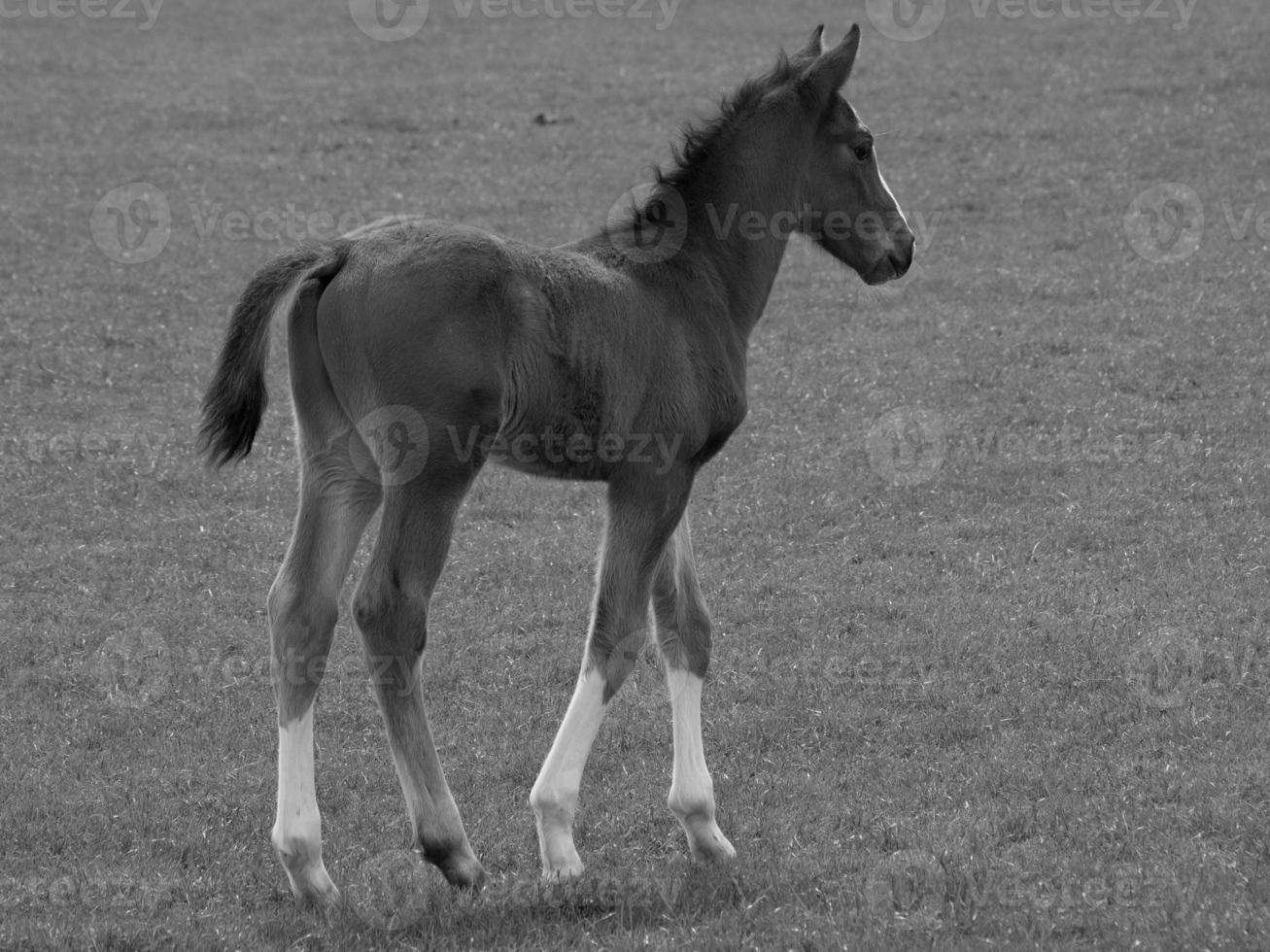 horses on a german meadow photo