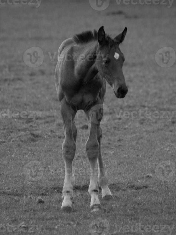 horses and foals in germany photo