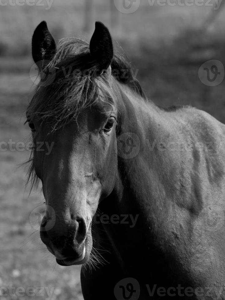 Horses in germany photo