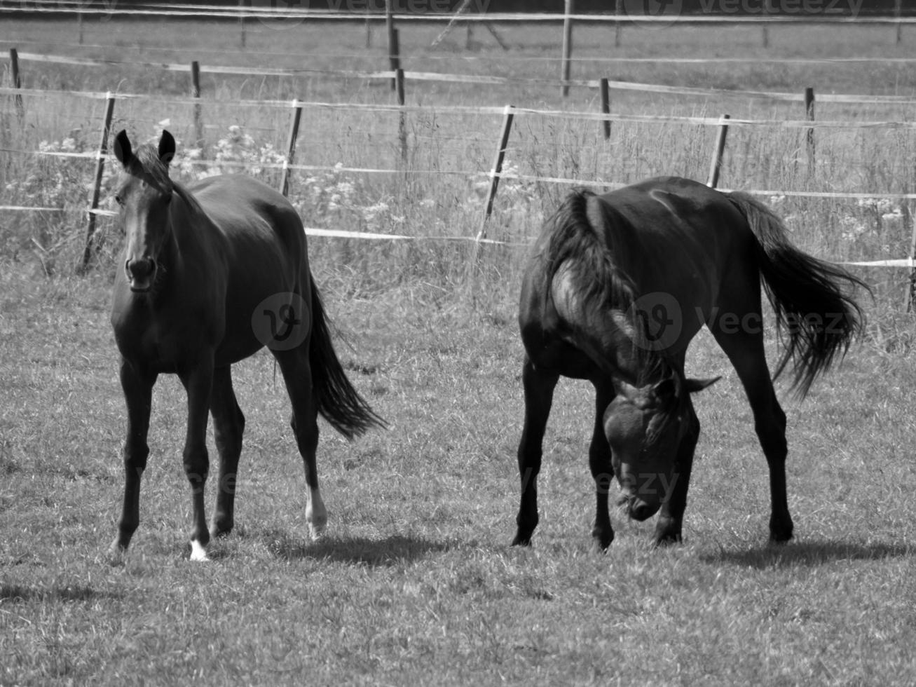 Horses on meadow in germany photo