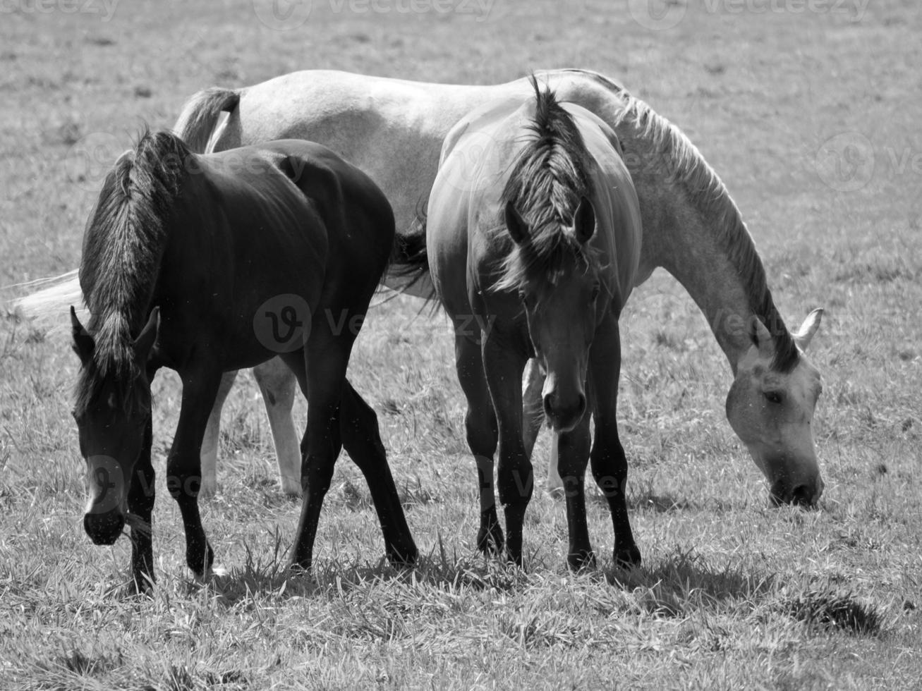 Horses on meadow in germany photo