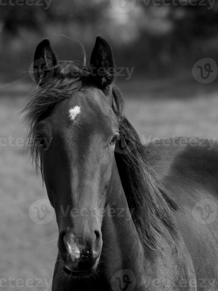 Horses in germany photo