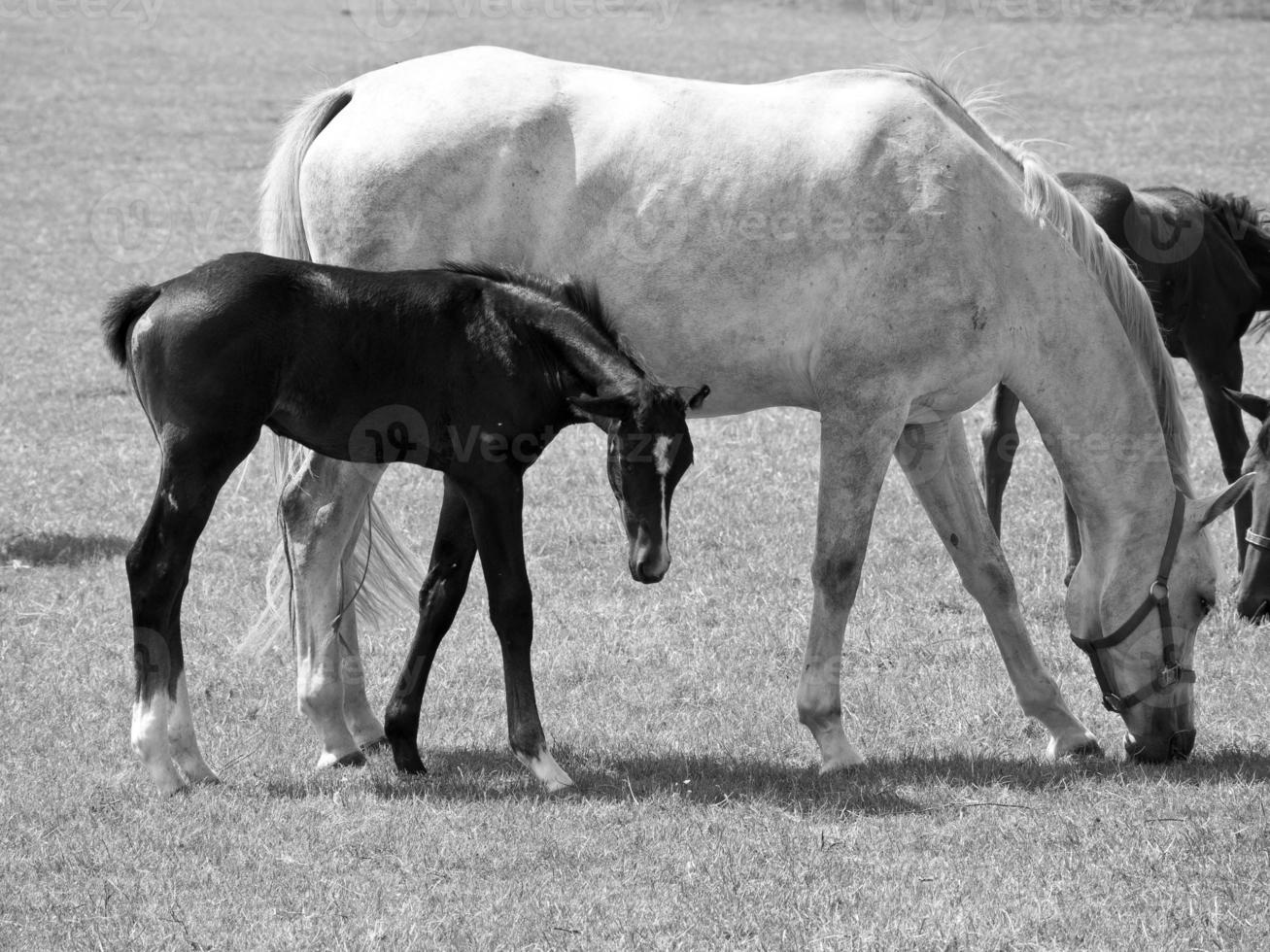 Horses on meadow in germany photo