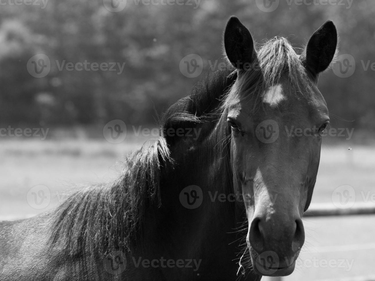 horses and foals in germany photo