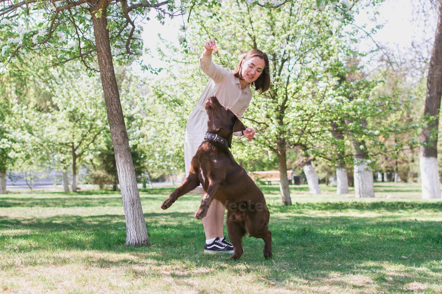 Young beautiful Caucasian woman is playing with puppy of chocolate Labrador retriever dog. photo