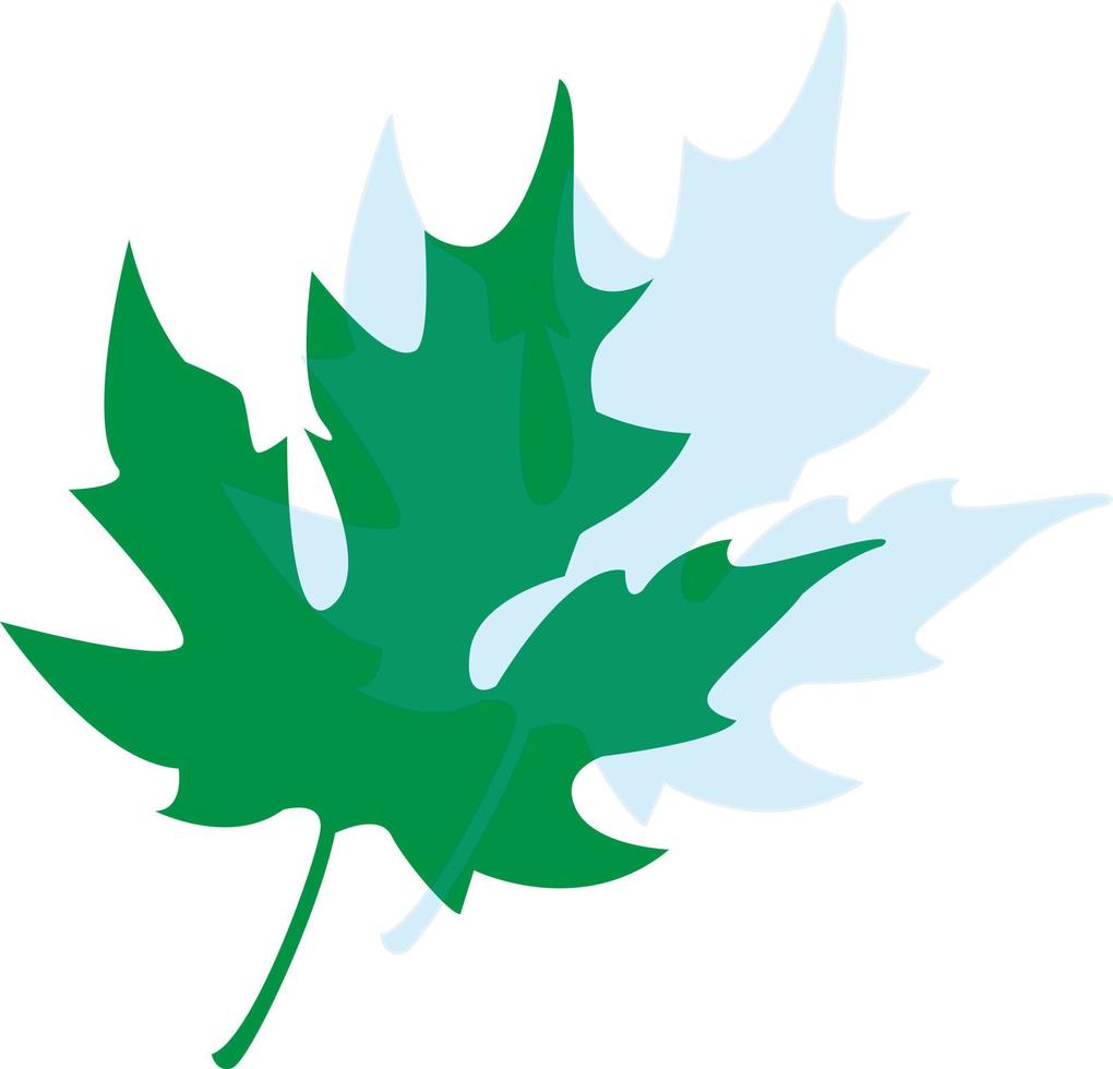 Maple leaf vector illustration