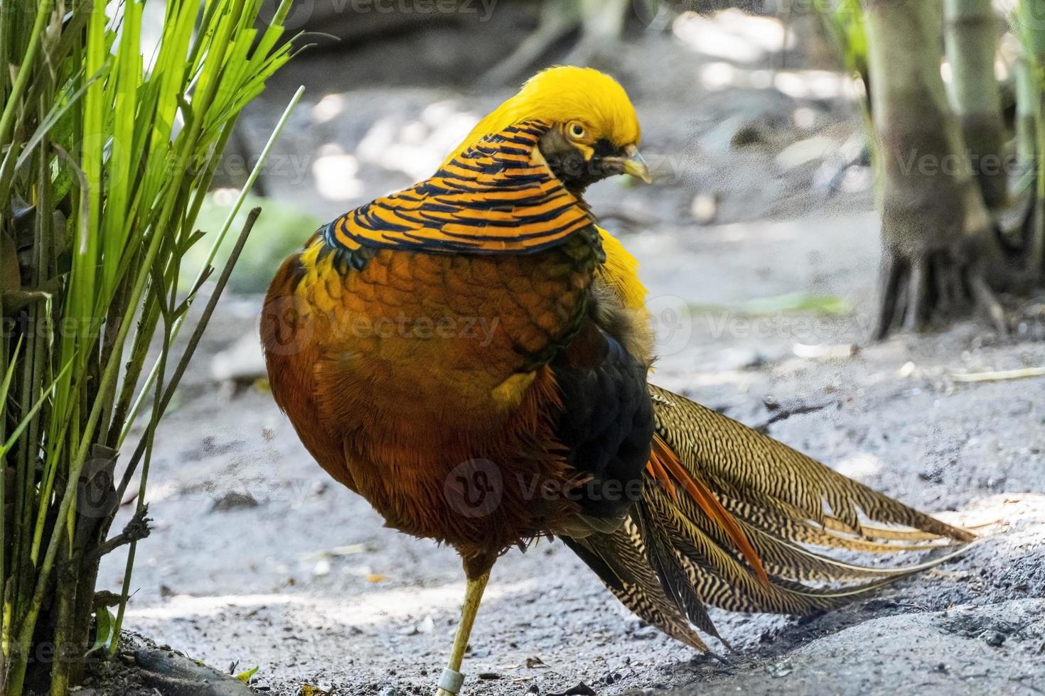 Chrysolophus pictus, golden pheasant beautiful bird with very colorful plumage, golds, blues, greens, mexico photo