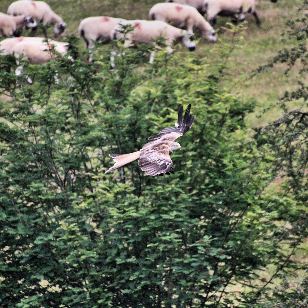 A close up of a Red Kite in flight at Gigrin Farm in Wales photo