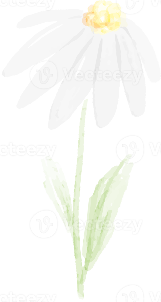 vattenfärg vit daisy png