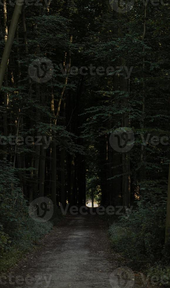 caminata de otoño en el bosque de sonian, bélgica foto