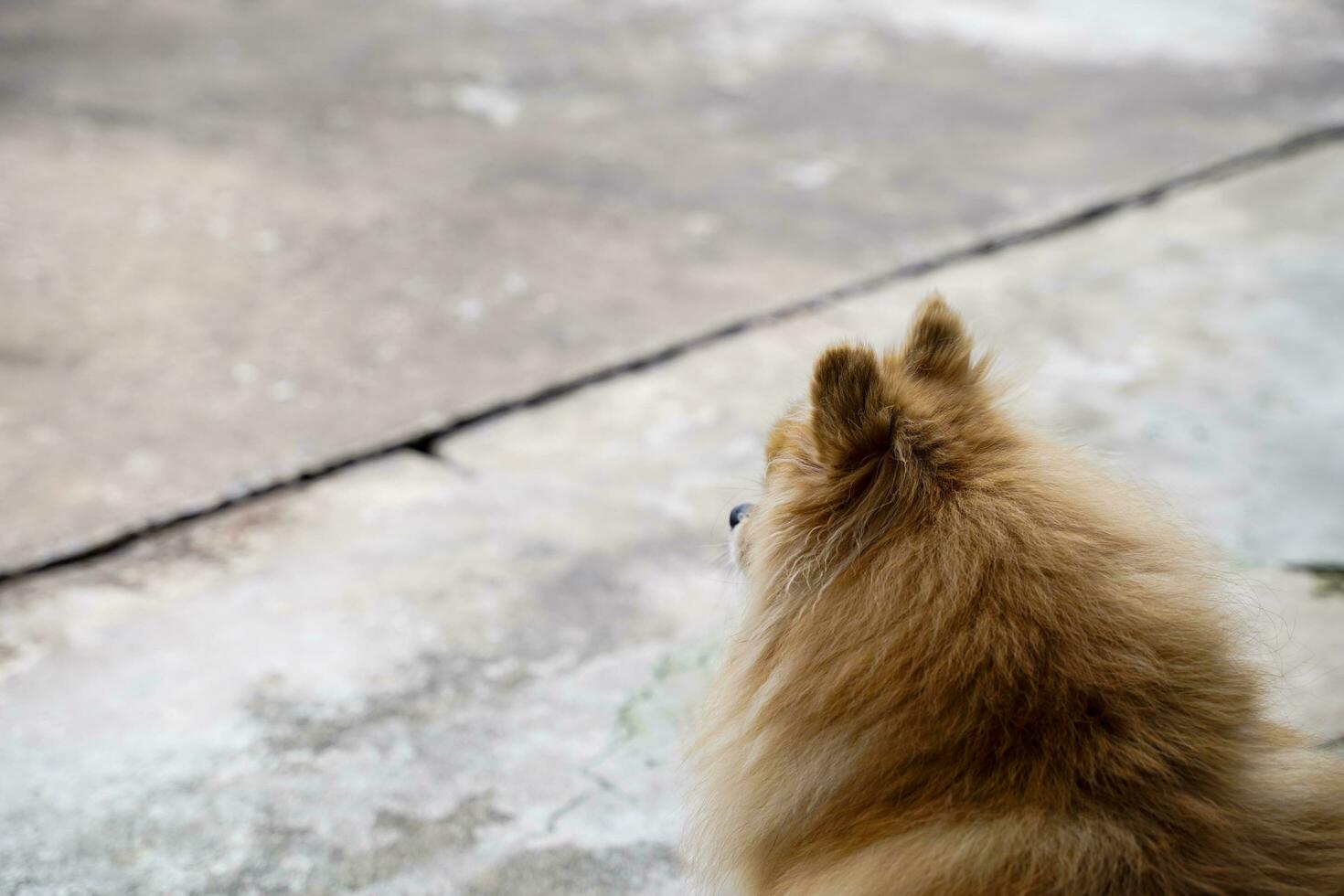 brown pomeranian  Sit and wait for the owner on the floor in front of the house. photo