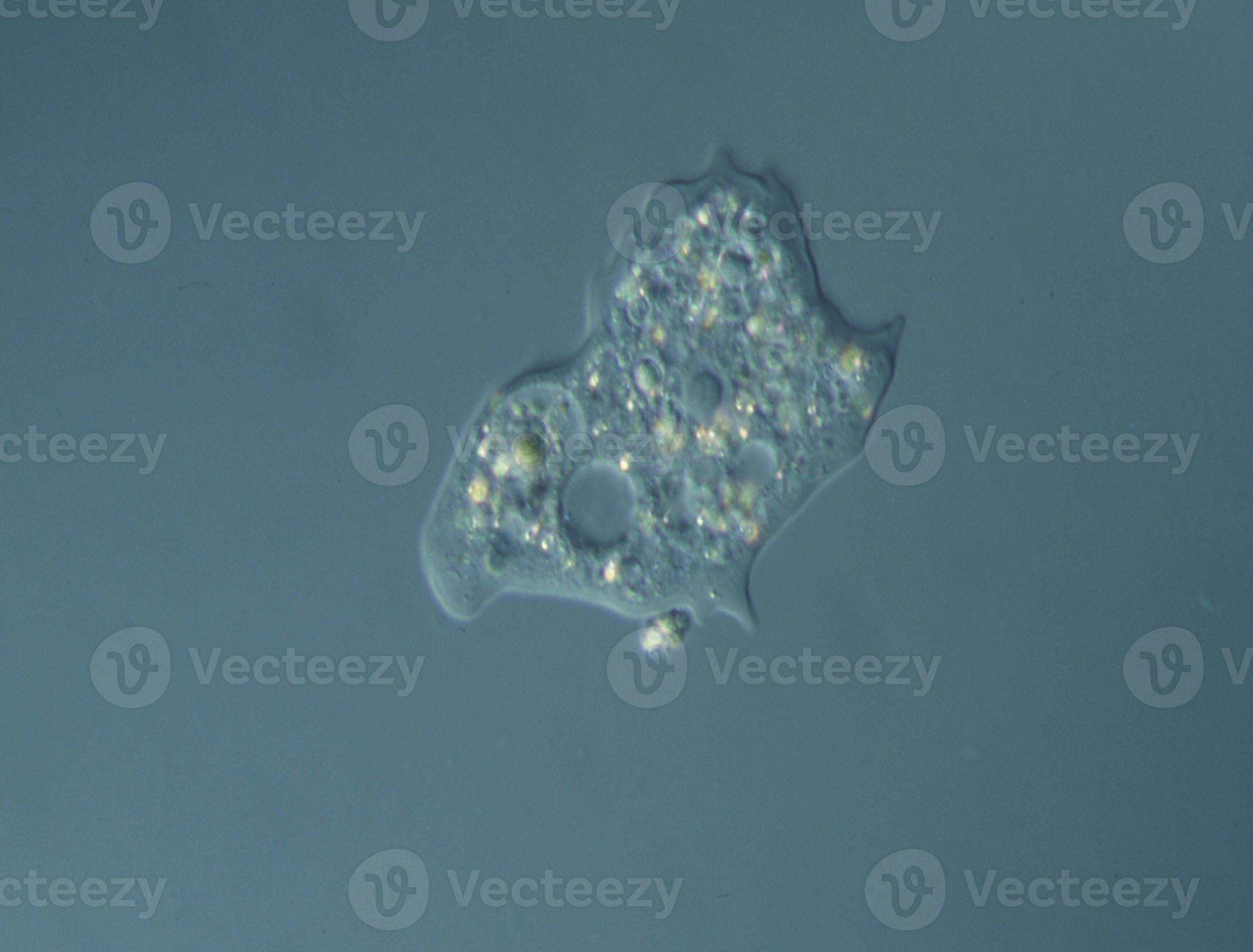 Unseen Battle: Amoebas Feast On Algae, Impacting Water Quality - 5k3hqa8