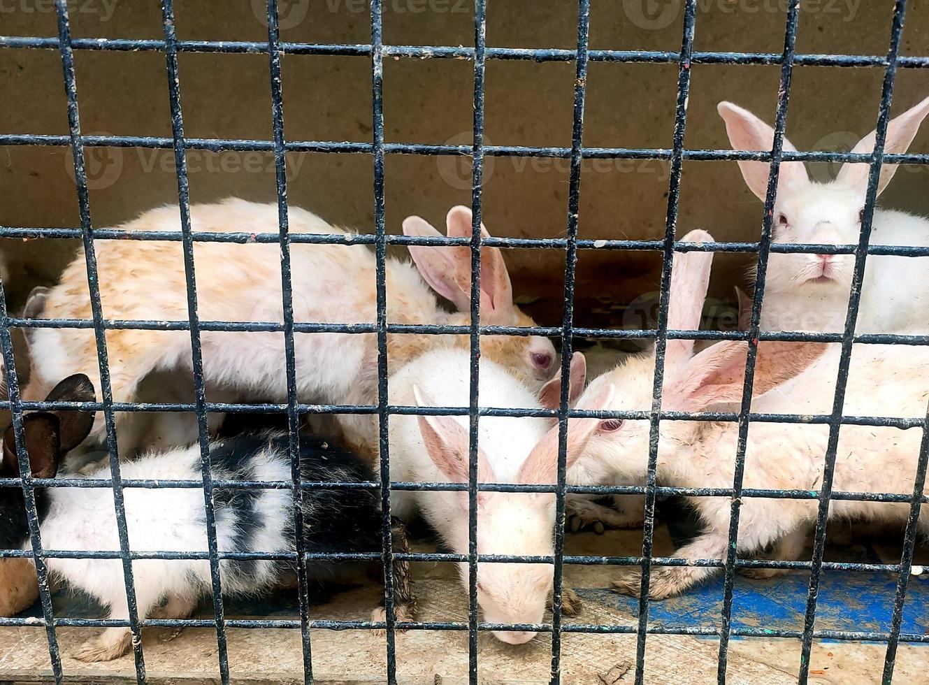 Rabbits inside a cage for sell at traditional asian animal market photo