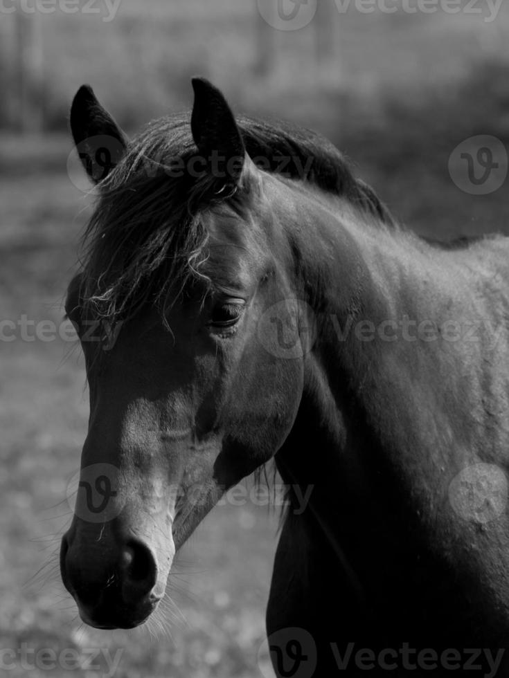 caballos en Alemania foto