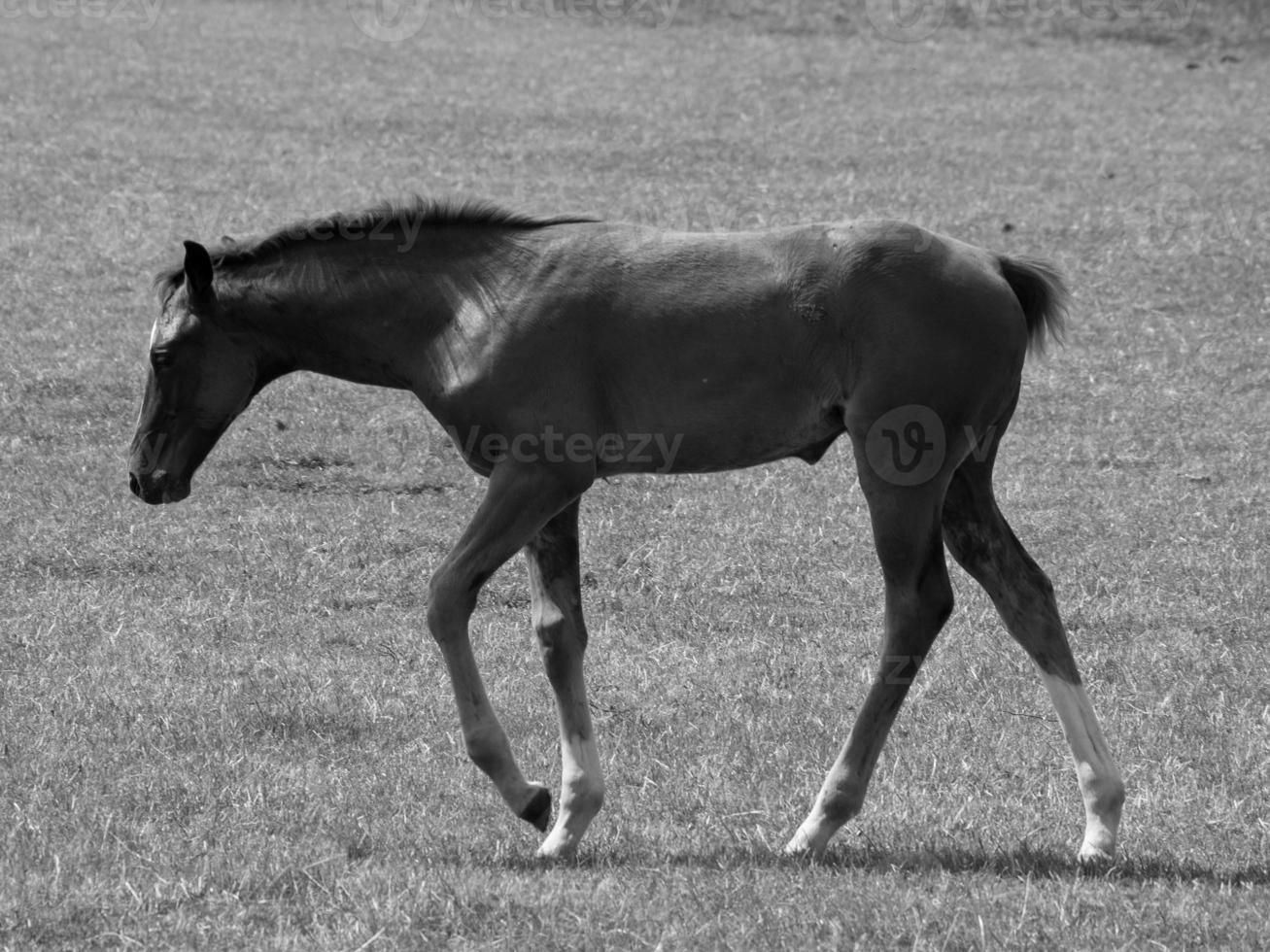 Horses in germany photo