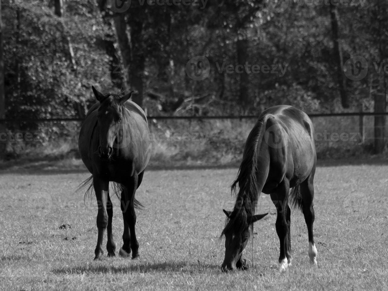 Horses in germany photo