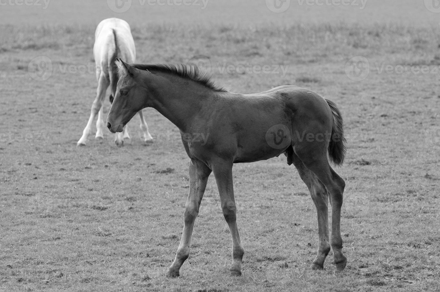 Horses on meadow in germany photo