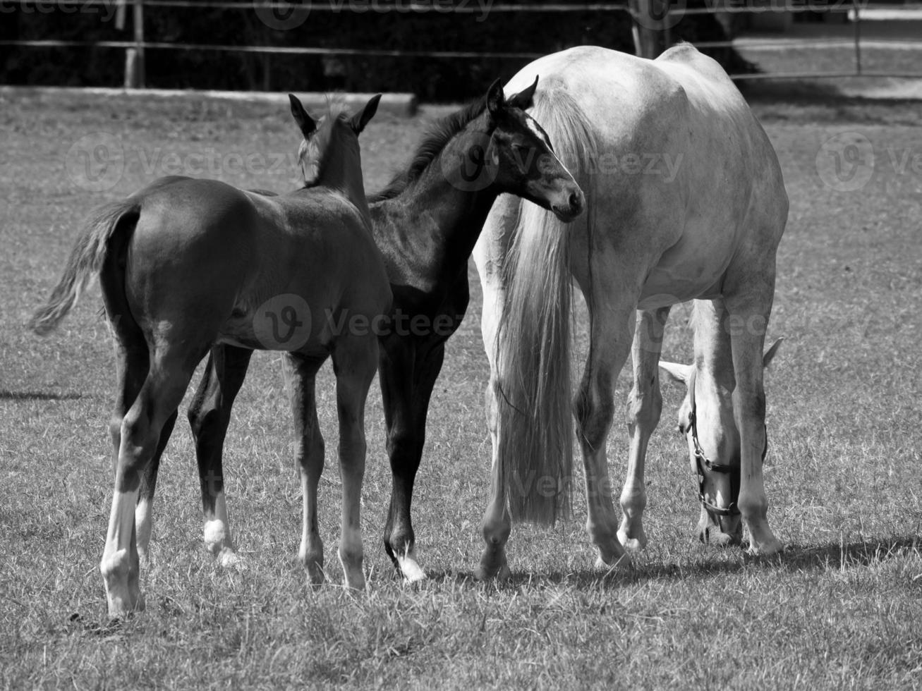 Horses on meadow in germany photo