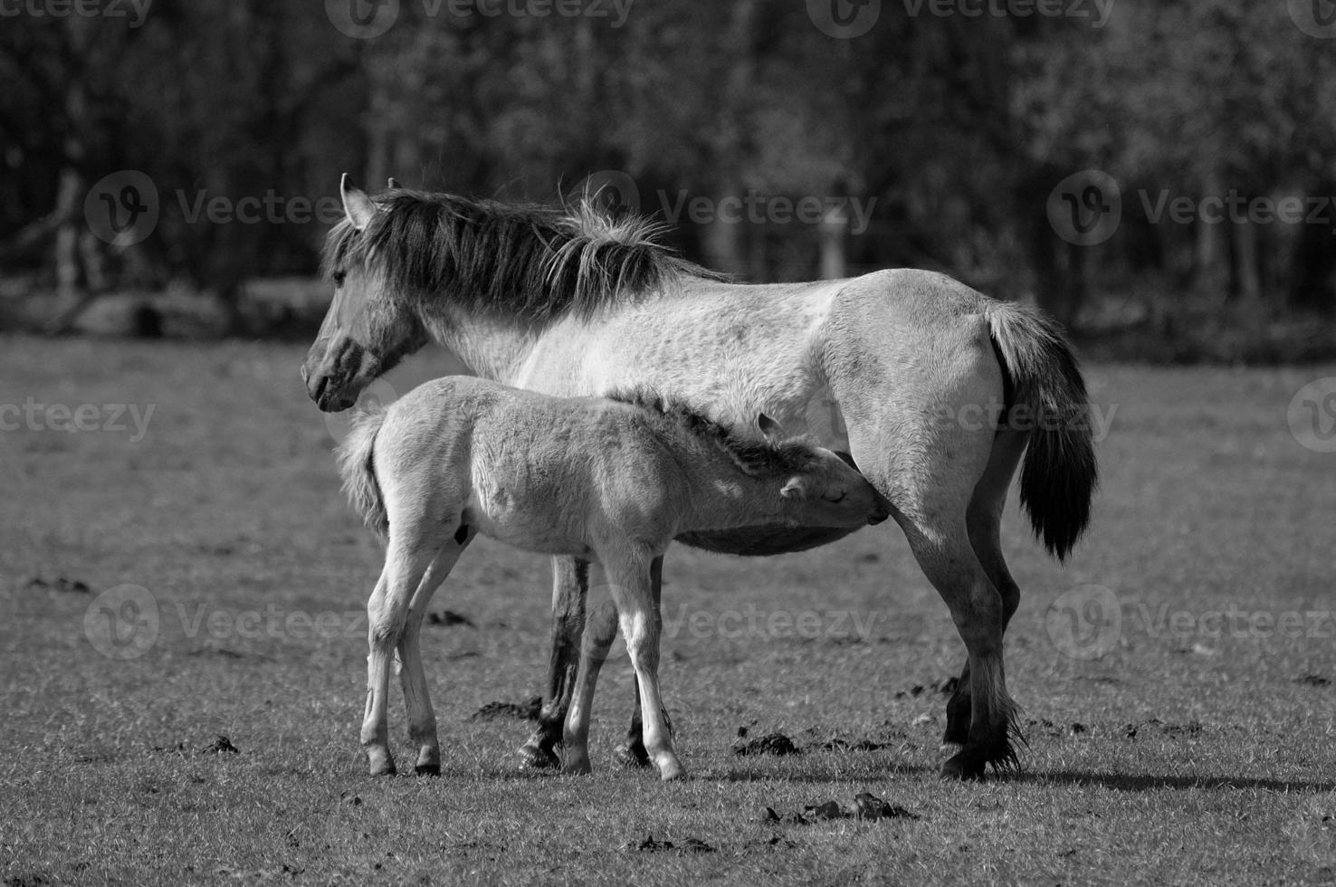 Horses in germany photo