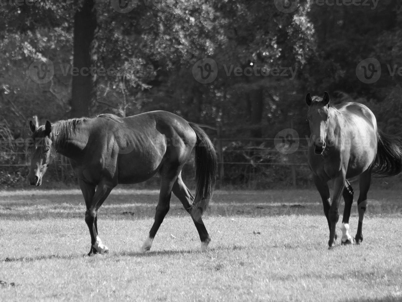 Horses in germany photo