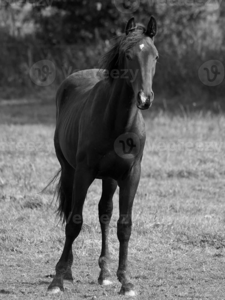 Horses in germany photo