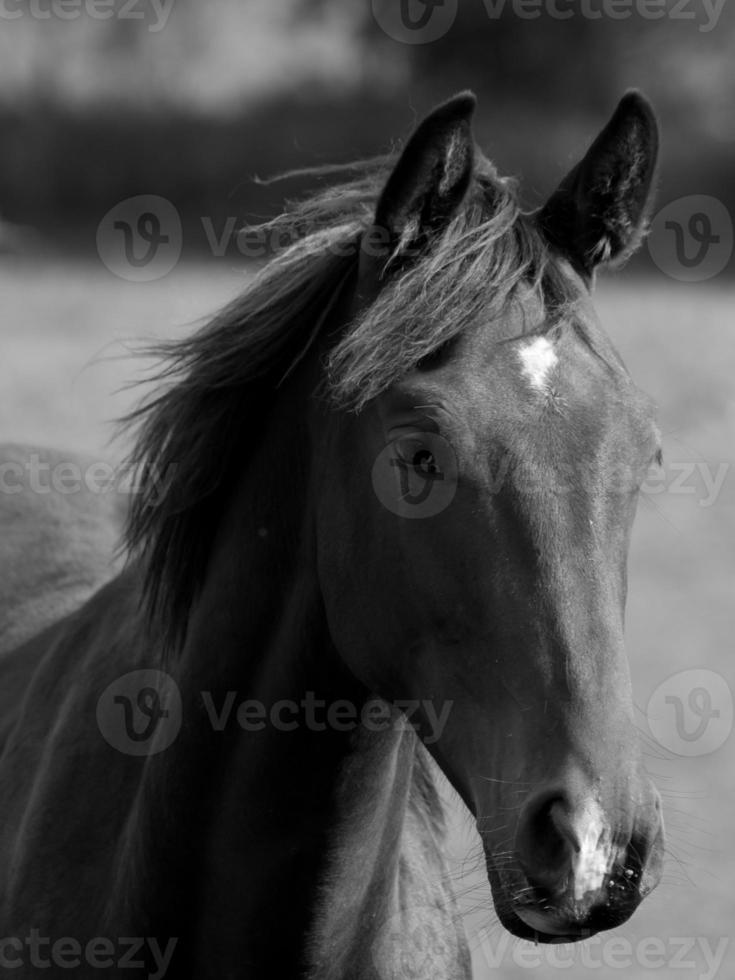 Horses in germany photo