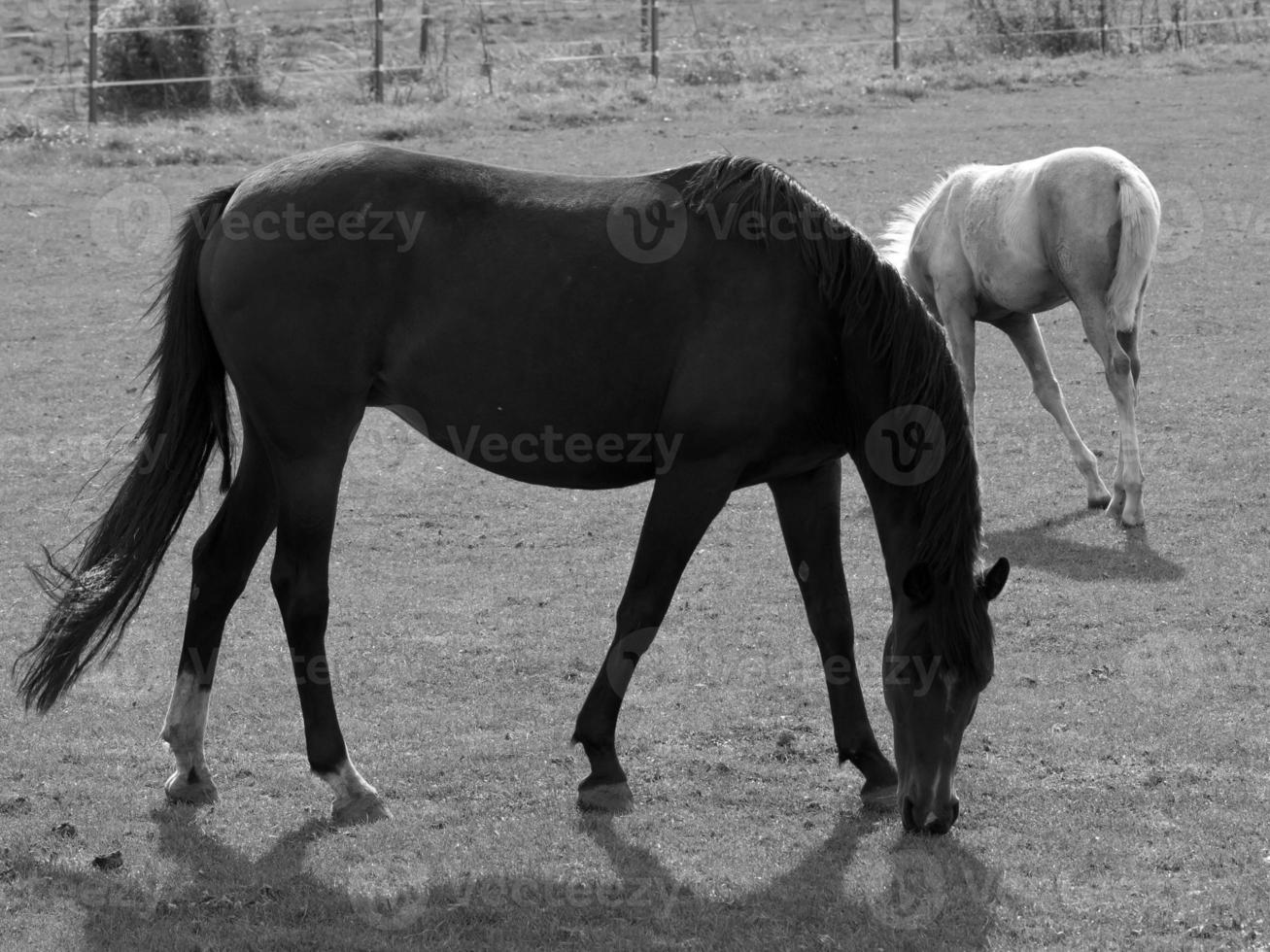 Horses in germany photo