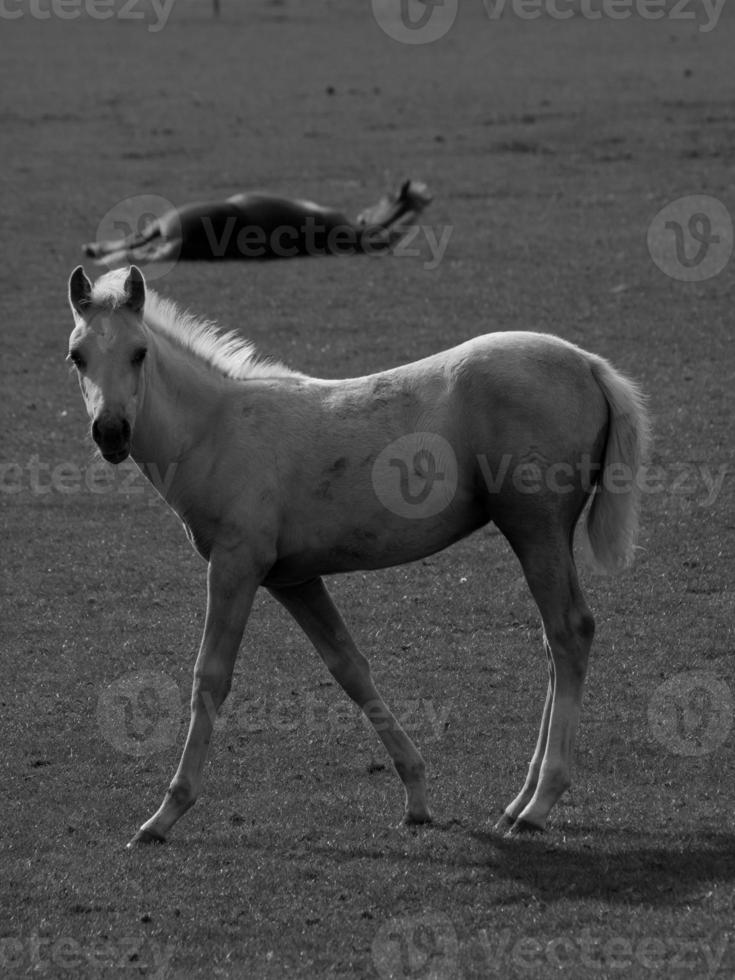 Horses in germany photo