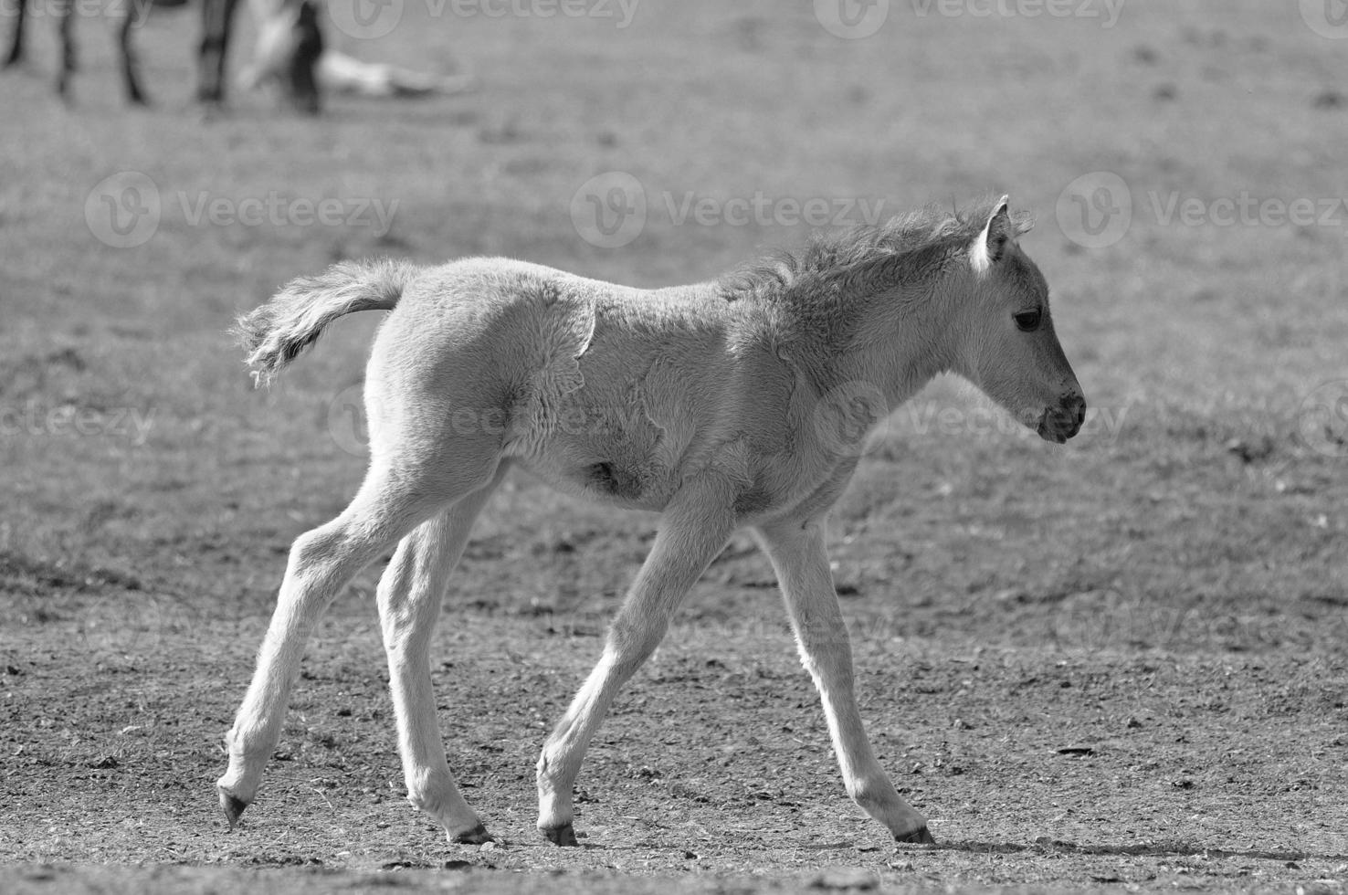 Horses in germany photo