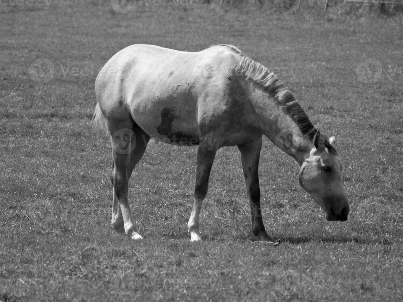 caballos en prado en Alemania foto