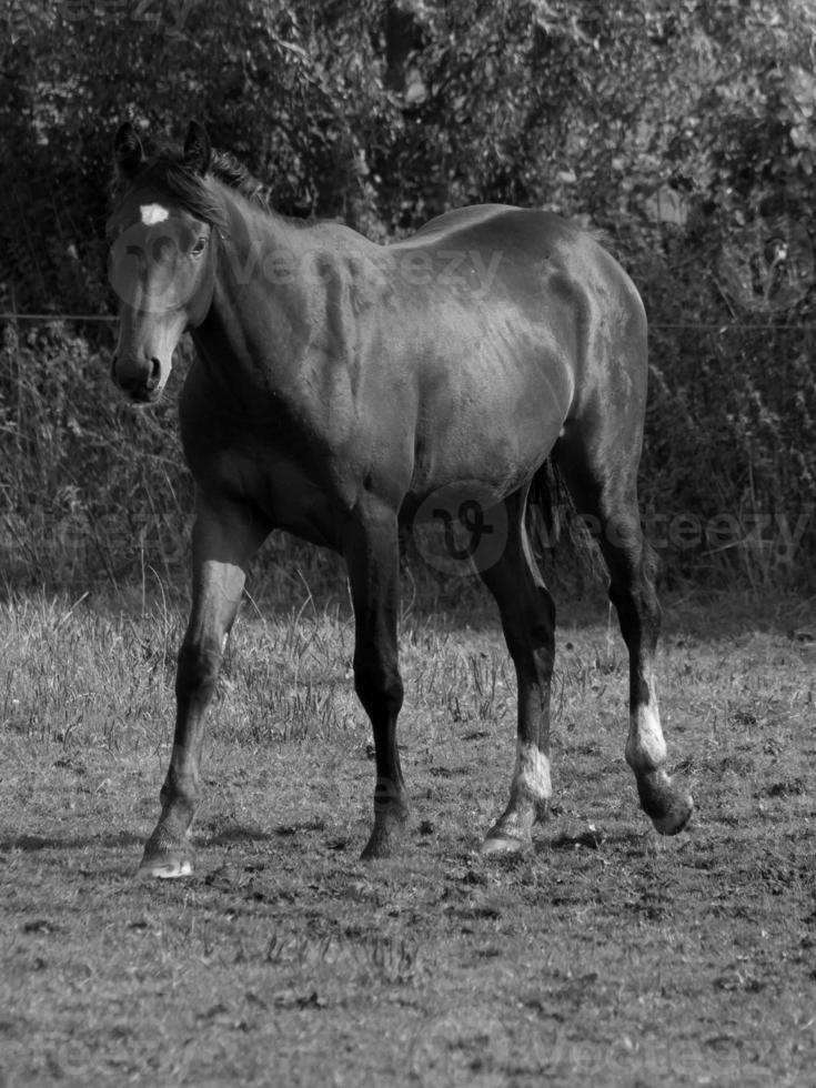 caballos en Alemania foto