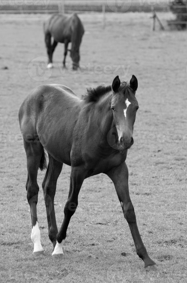 Horses on meadow in germany photo