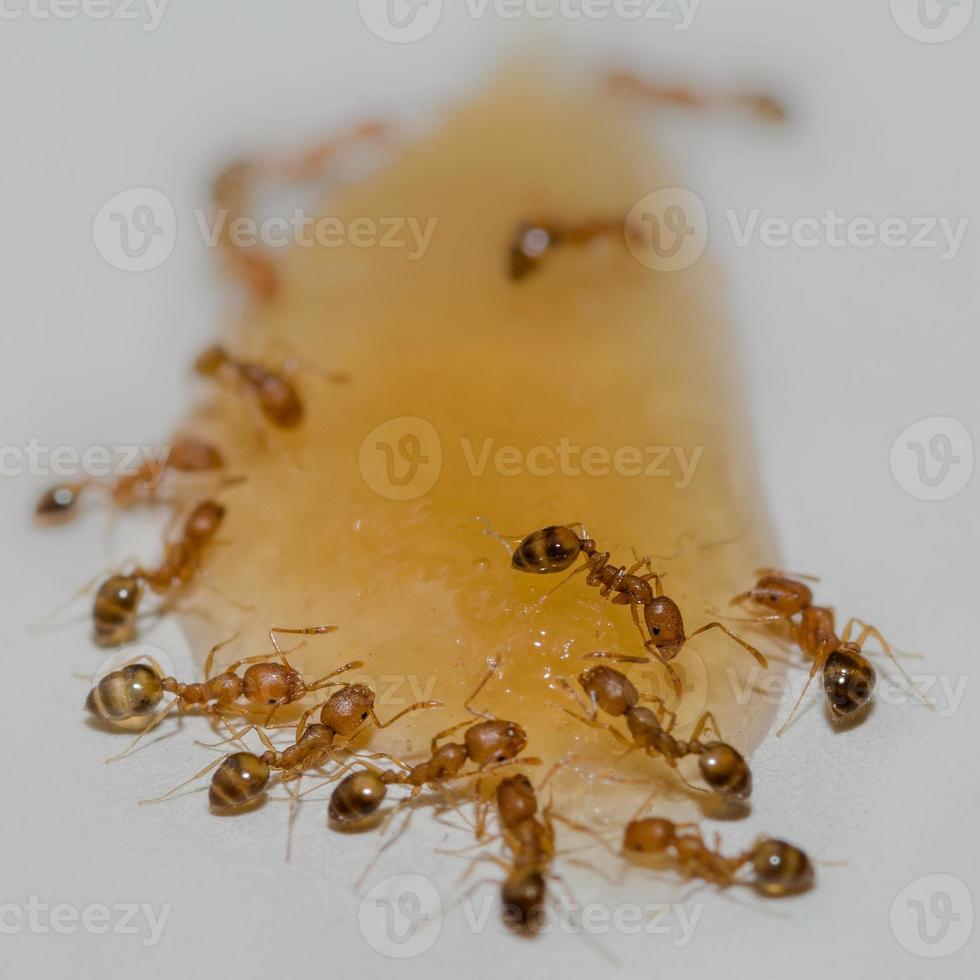 macro foto de hormigas comiendo miel soltar en blanco antecedentes