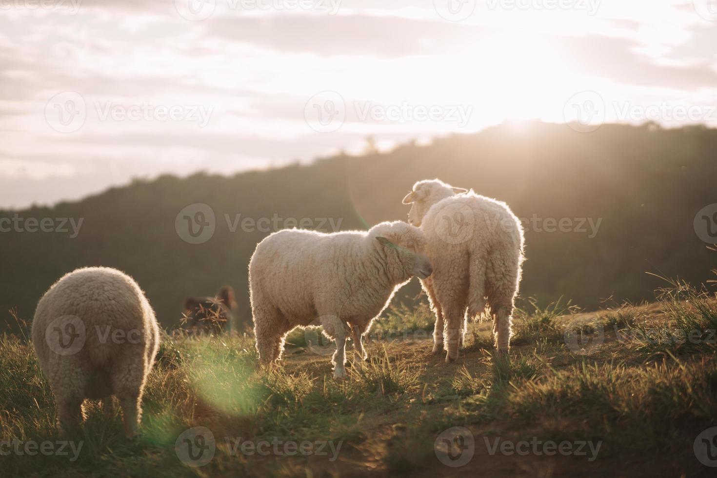 grupo de ovejas blancas comiendo o caminando o corriendo en el césped. por la tarde en el prado de la montaña. el sol brilla en cada hierba, atmósfera nocturna. concepto de mamíferos de naturaleza animal. foto