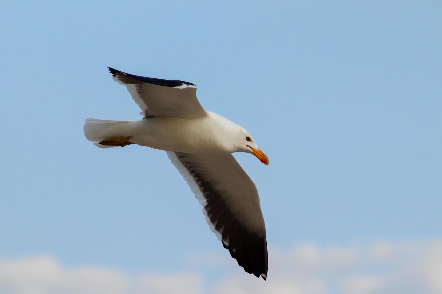 Rio de Janeiro, RJ, Brazil, 2022 - Seagulls on Grumari Beach, one of the wildest beaches in Rio de Janeiro photo